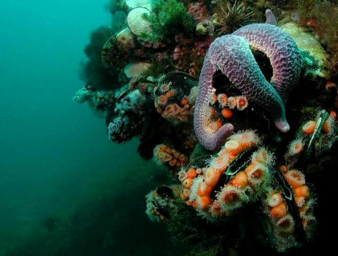 Puerto PirámidesEl Tamariscoアパートメント エクステリア 写真